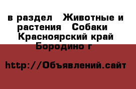  в раздел : Животные и растения » Собаки . Красноярский край,Бородино г.